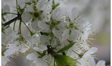 面对梨花我流泪了