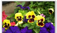 种植花草让生活更美好