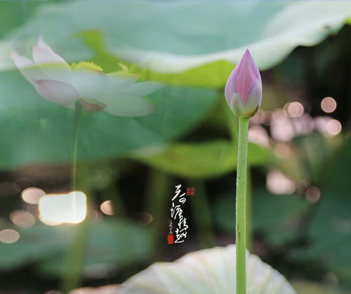 荷花池