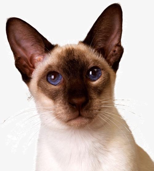 小猫咪