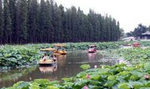 美丽神话——三水荷花世界