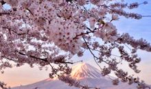 描写樱花的作文