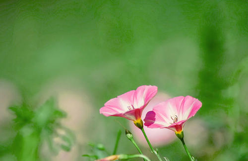 水仙花盛开
