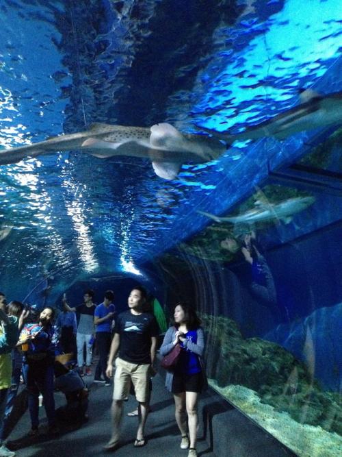 春季郊游水族馆
