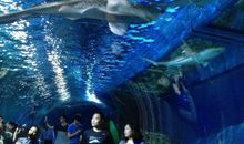 春游海洋馆