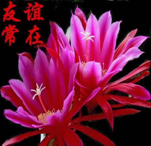 你是最美丽的花