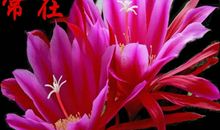 你是最美丽的花