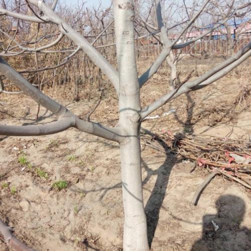 美丽的核桃树