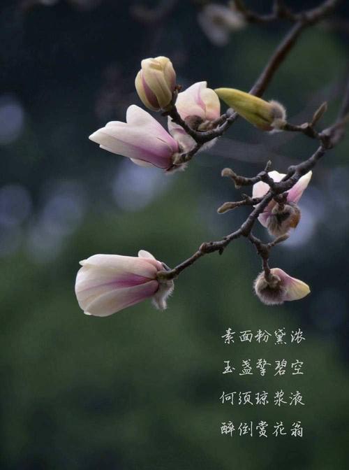 欣赏木兰