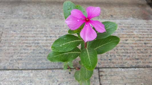很好小花