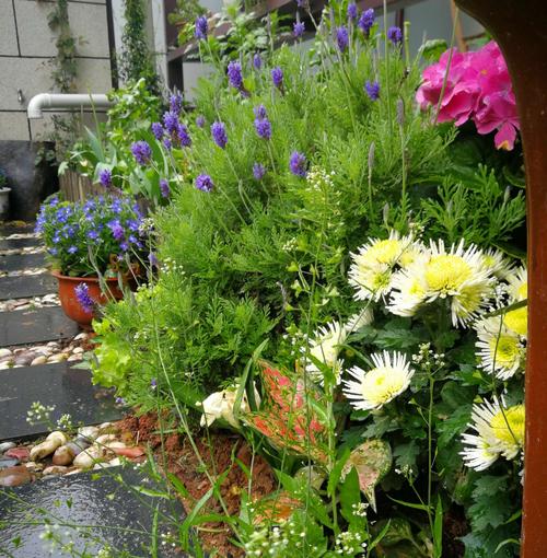 我发现了春天的美丽