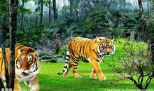 森林之王竞选会