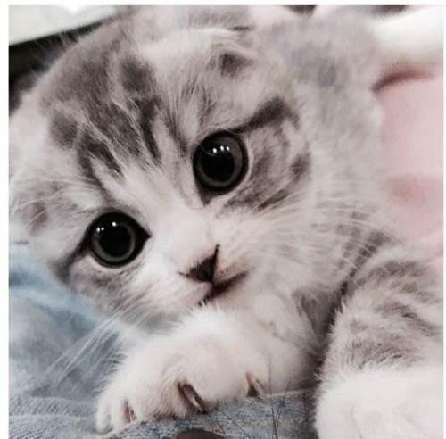 活泼可爱的小猫