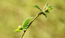 枯木缝春吐新芽