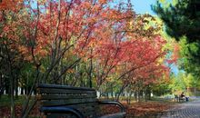 我言秋日胜春朝