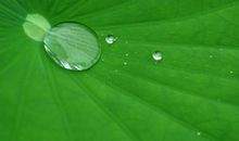 包在荷叶里的月光