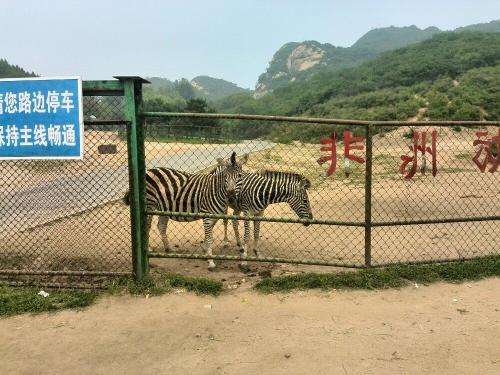 苹果浏览器
