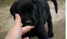 拉不拉多犬——大黑