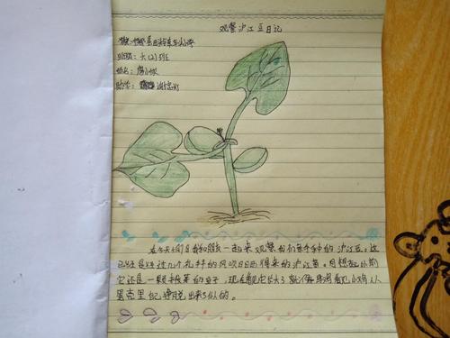 小仓鼠观察日记