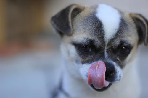 幼犬