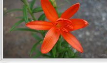 给野百合的一封信