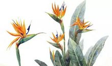 小植物中的大奥秘