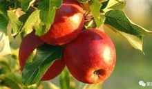 水果之王—苹果