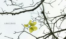 情满人间三月天