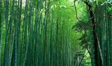 一片竹林温暖了我的岁月