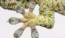 由壁虎受到的启发