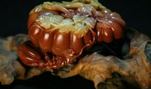 我家有“四虫”