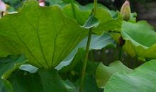 高洁无邪的荷花