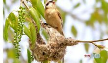 小鸟的新家续写