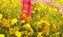 拐角处的那片花