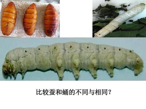 可爱的蚕