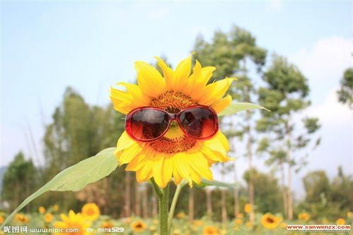 在我心中绽放一朵花