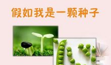我是一颗倔强的种子