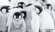 帝企鹅日记观后感