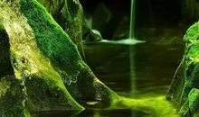 令人惊异的植物世界