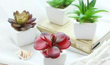 我和我的小多肉