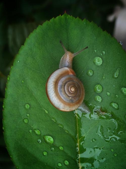 雨后的小蜗牛
