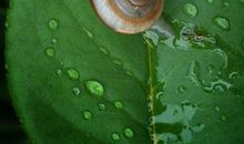 雨后的小蜗牛