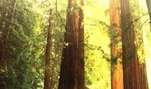 桃花心木读后感