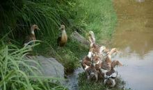 美丽的秋实农庄