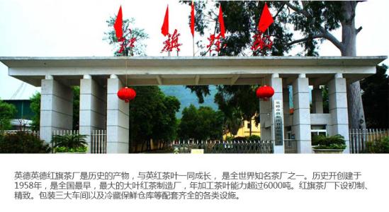 红旗茶厂前的老木棉树