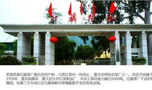 红旗茶厂门前的老木棉树