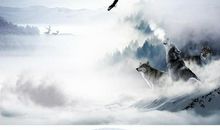 狼·自然·人——《狼图腾》读后感