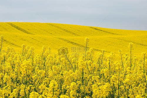 油菜花开领域