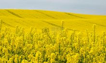 田野里的油菜花