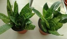 一株虎皮兰的故事